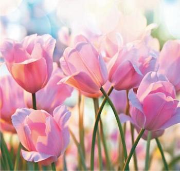 Фотообои Весенние тюльпаны 6л. 2,1х2 м; Симфония, В-019